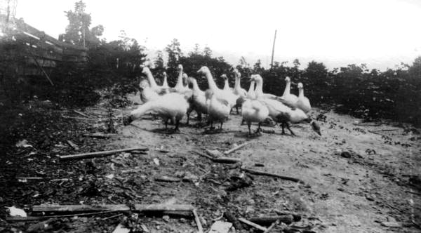 Geese - West Palm Beach, Florida