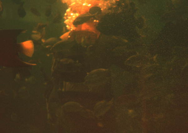 View showing fishes at the Miami Seaquarium attraction.