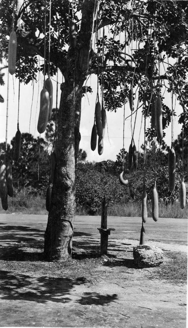 "Sausage tree" (Kigelia africana) - Miami, Florida.