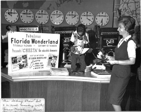 Cheeta the educated chimpanzee with June Murphy on the set of the Today Show at the Florida Showcase in New York City.