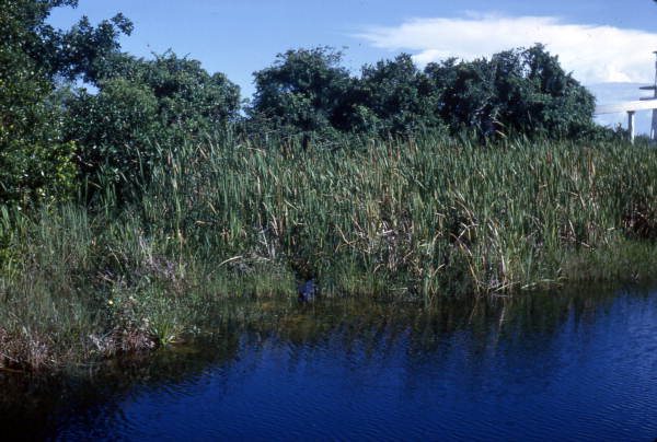 View showing an alligator in the tall grasses of the Everglades.