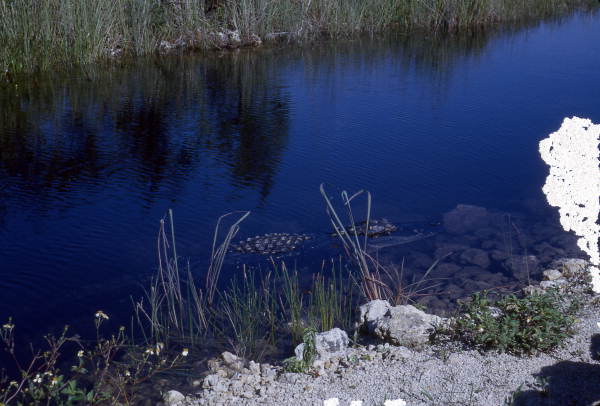 View of an alligator in the Everglades.