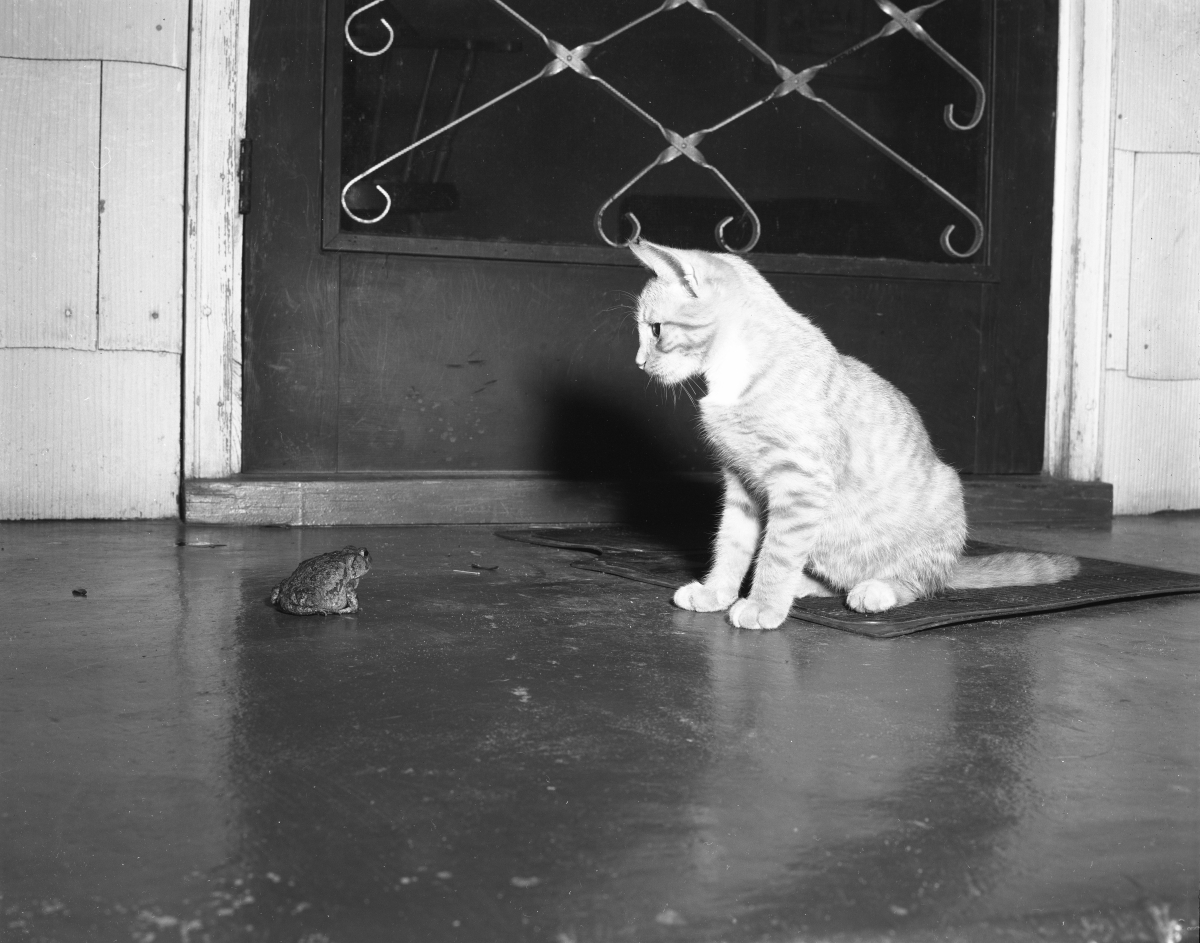 "Mittens" and Southern toad watching each other.
