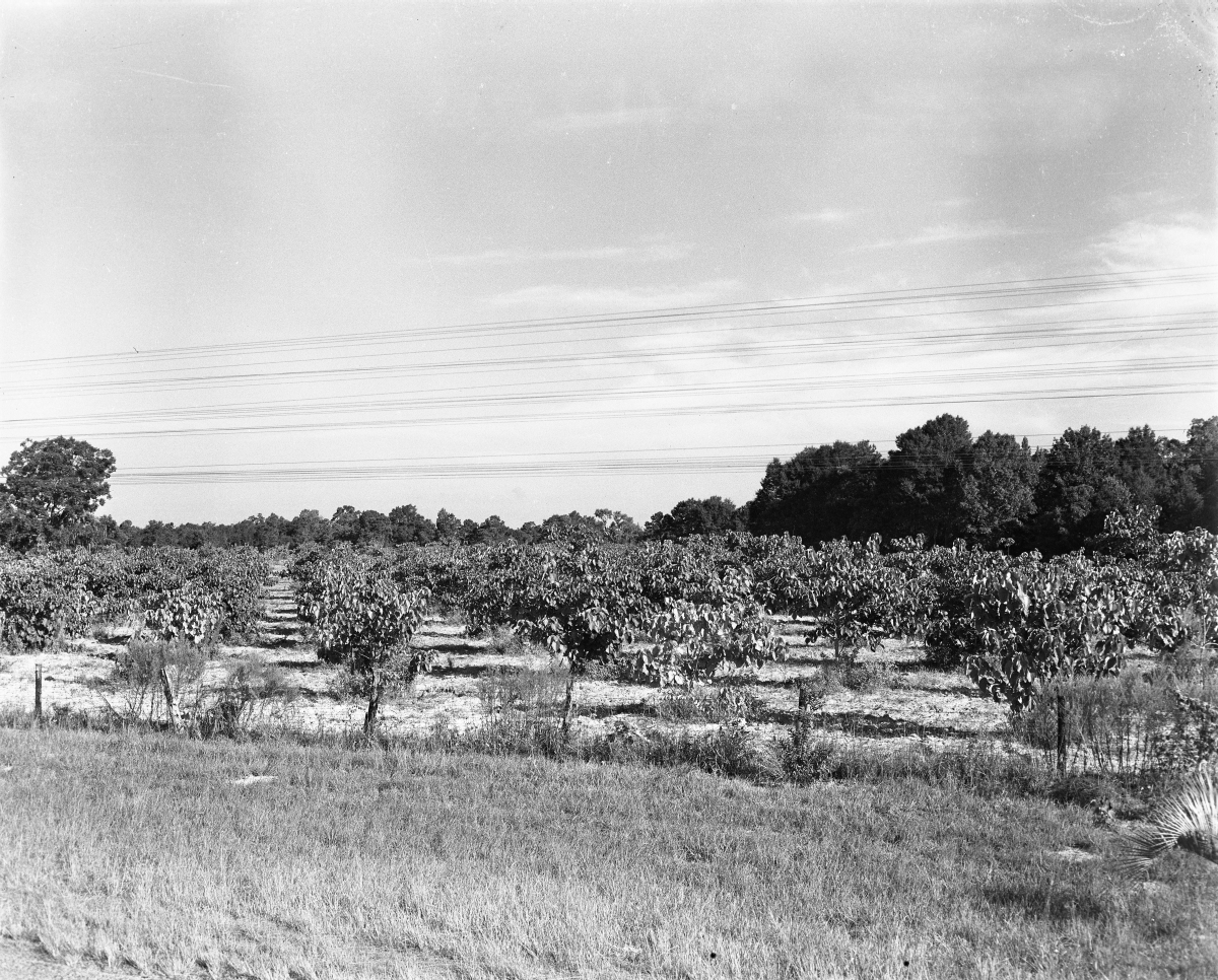 Tung trees