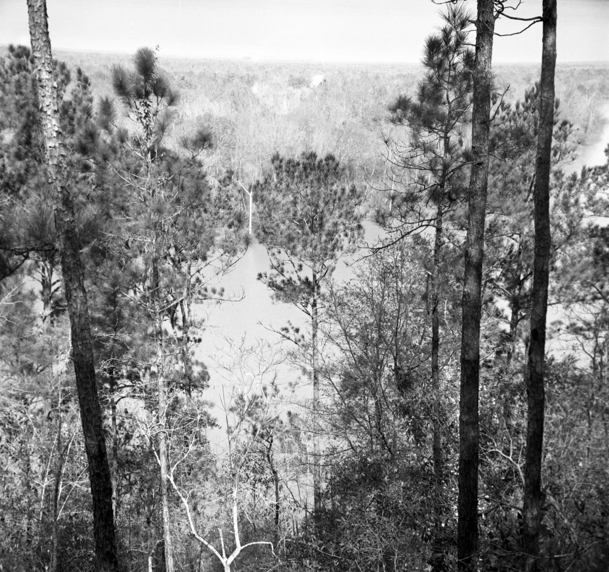 High bluff overlooking the Apalachicola River in the "Garden of Eden"