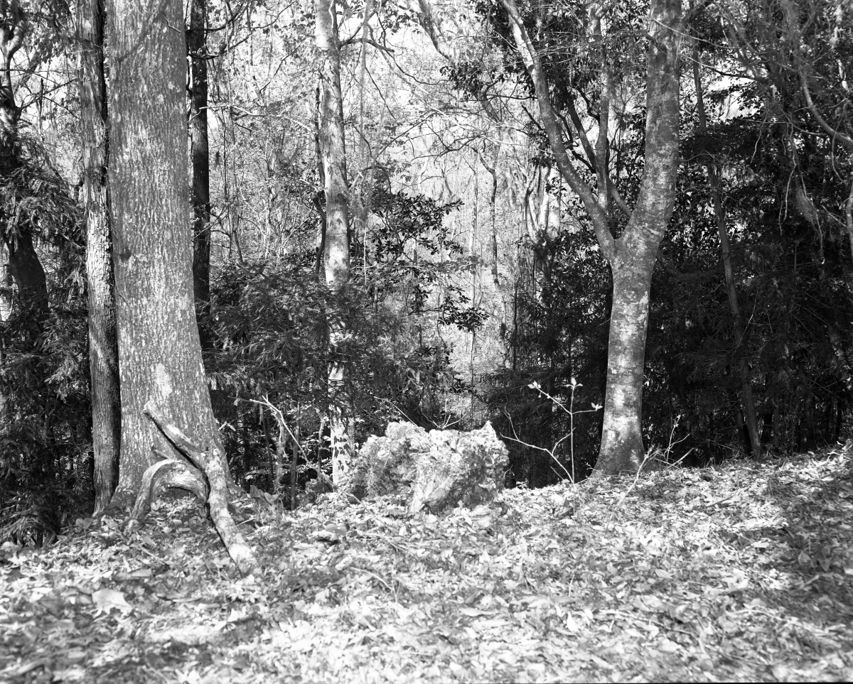 Forest scene in the Garden of Eden
