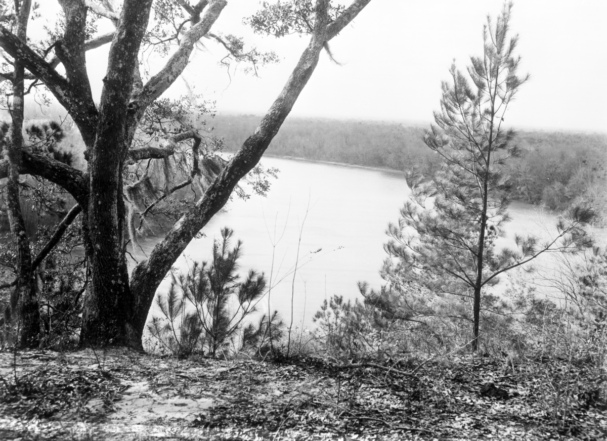 High bluff overlooking the Apalachicola River in the "Garden of Eden"