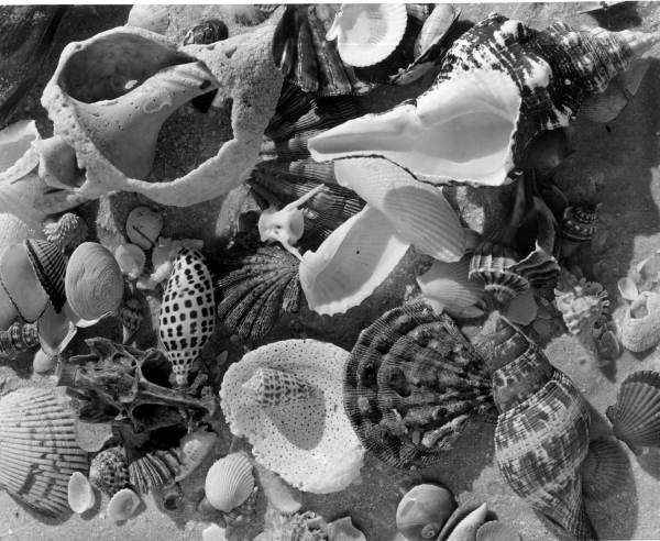 Shells piled on the beach - Sanibel Island, Florida