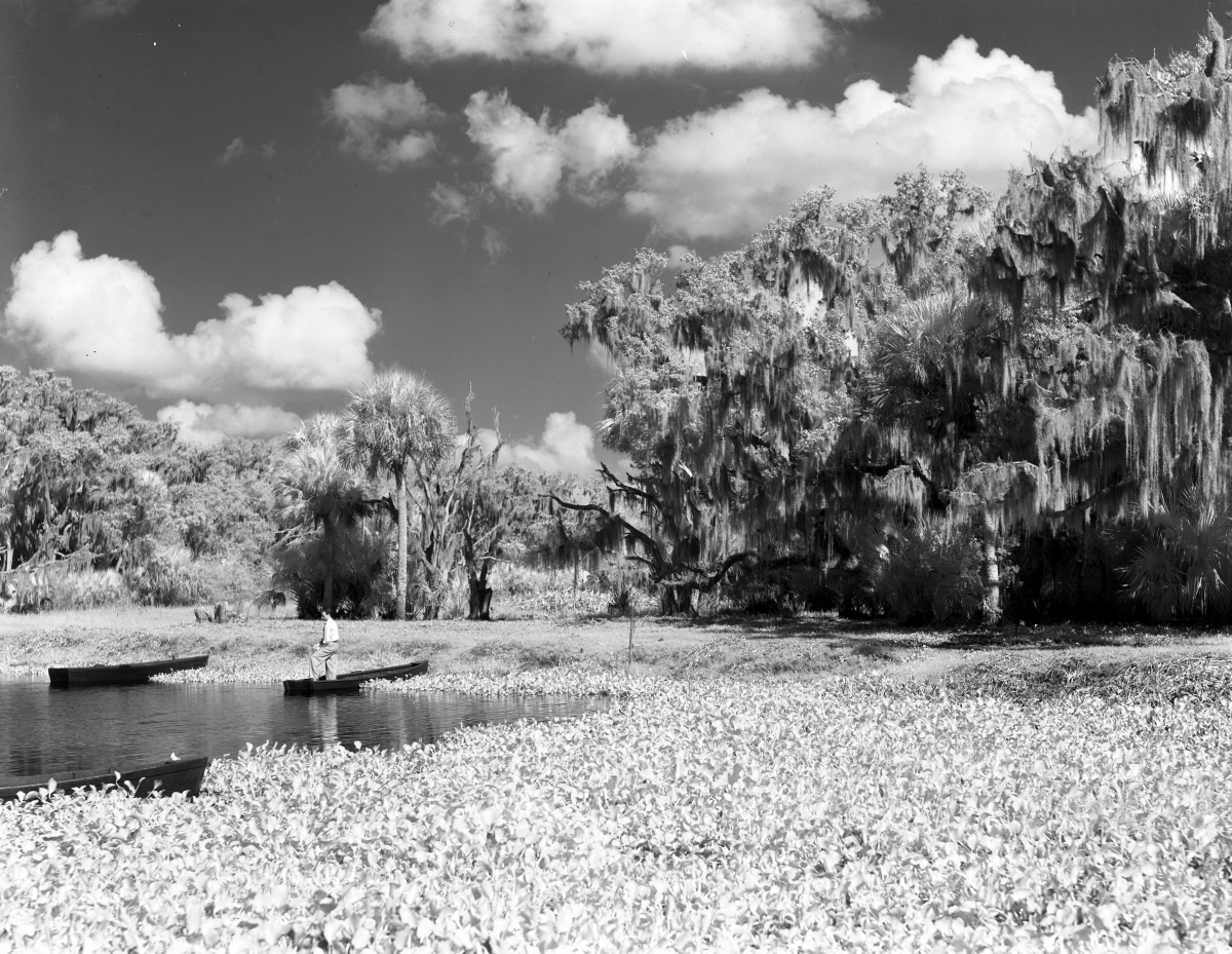 Man fishing in the river at Myakka River State Park - Sarasota County, Florida.