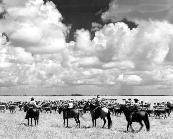 Seminole Indian cowboys herding cattle in the pasture - Brighton Reservation, Florida.