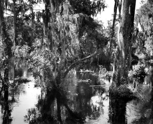 Scenic view of the river at Wakulla Springs