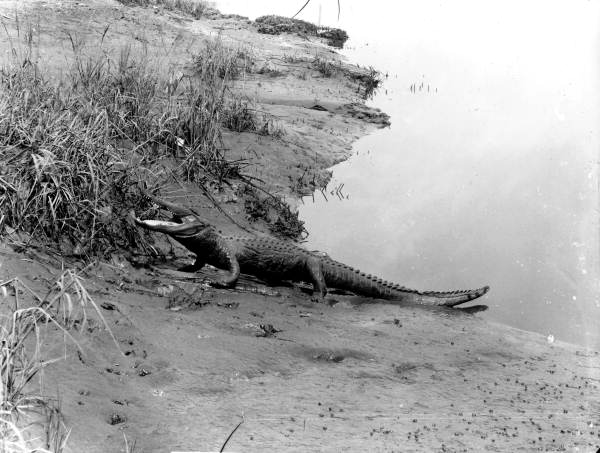 Alligator crawling up a sandy bank