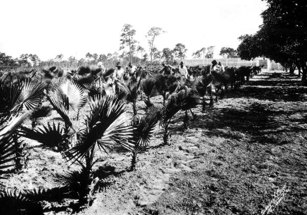 African American men working at a Washingtonian palm nursery - Venice, Florida.