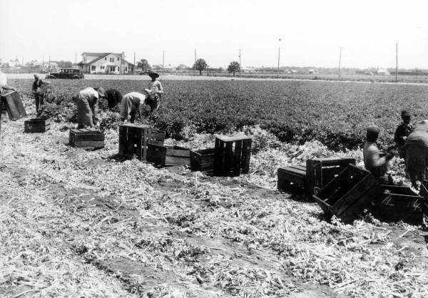 Celery harvesting
