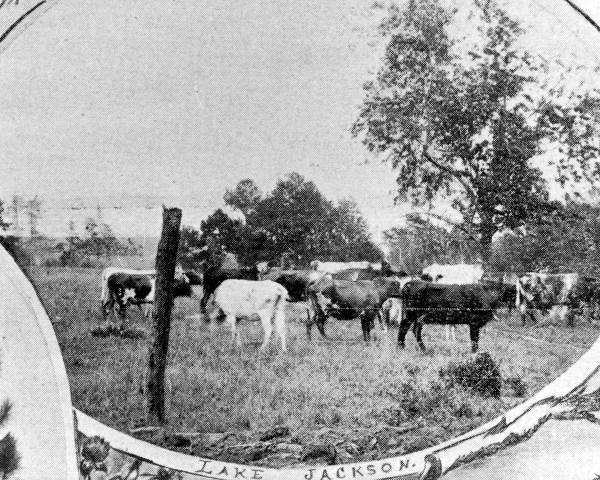 Cows in a pasture - Tallahassee, Florida