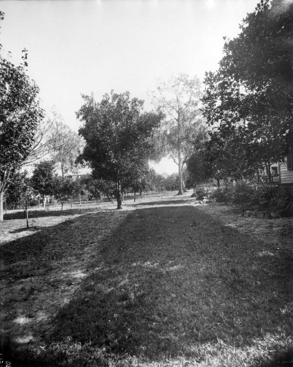 Orange trees - Ocala, Florida