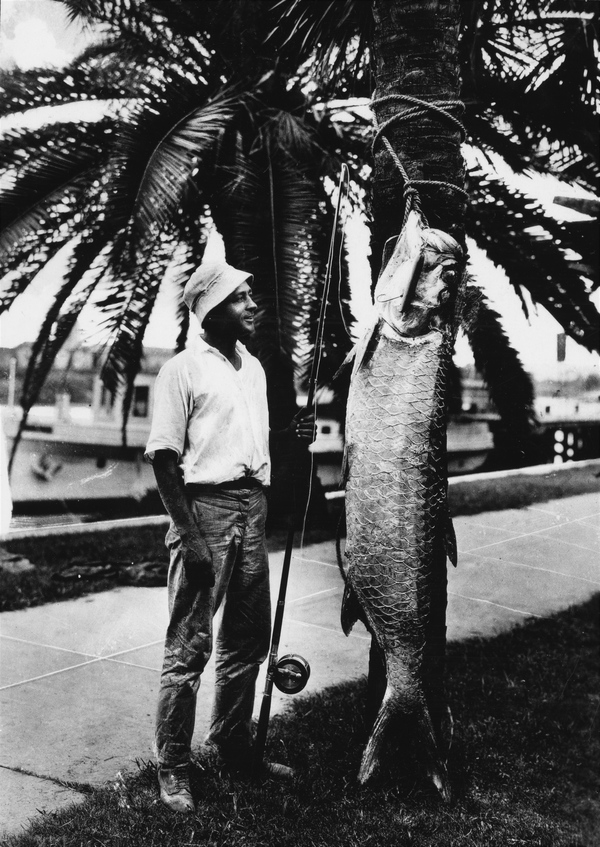 Fisherman with a 130 pound tarpon from Tampa Bay