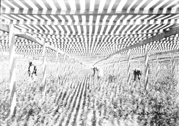 Standard Fern Nursery - Fern Park, Florida