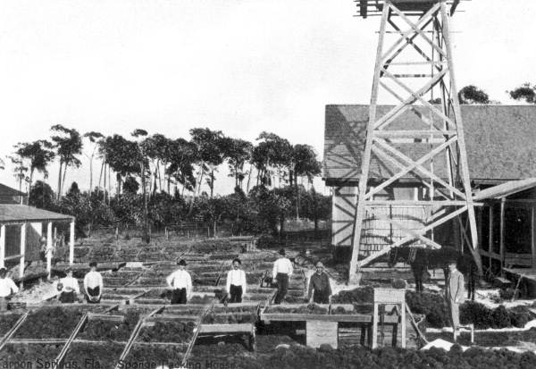 Scene from a sponge packing house - Tarpon Springs, Florida
