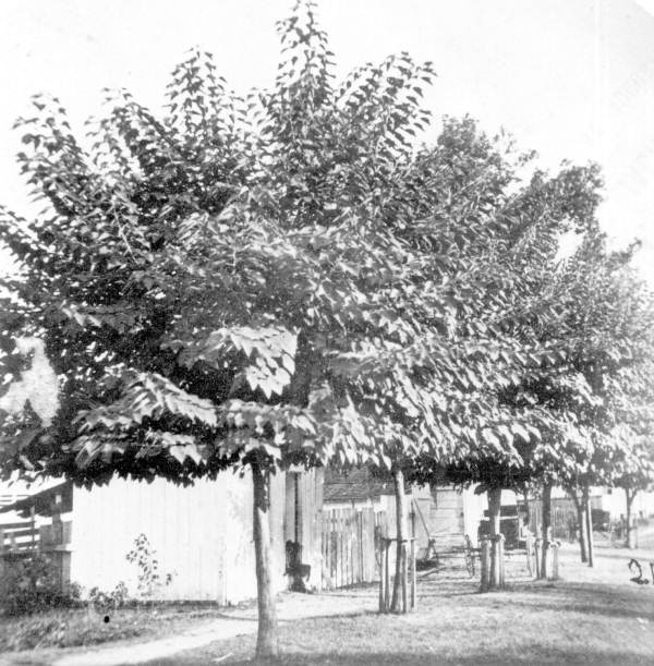 Mulberry trees by the residences - Tallahassee, Florida.