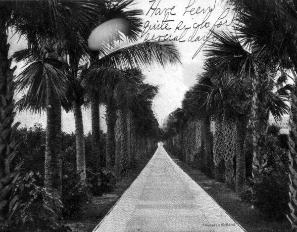 Rows of palm trees - Palm Beach, Florida