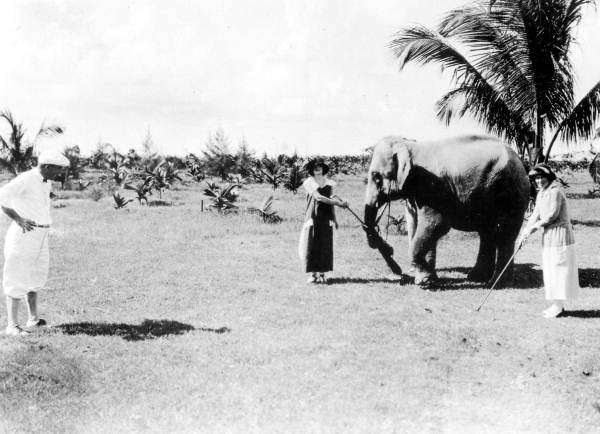 Carl, the elephant caddie - Miami Beach, Florida.