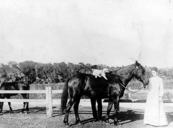 Dog on the back of a horse in Mayport
