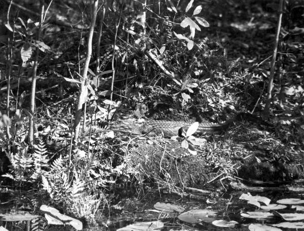 Alligator crawling through Highlands Hammock State Park
