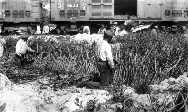 Cassava seedbeds - Lake Mary, Florida