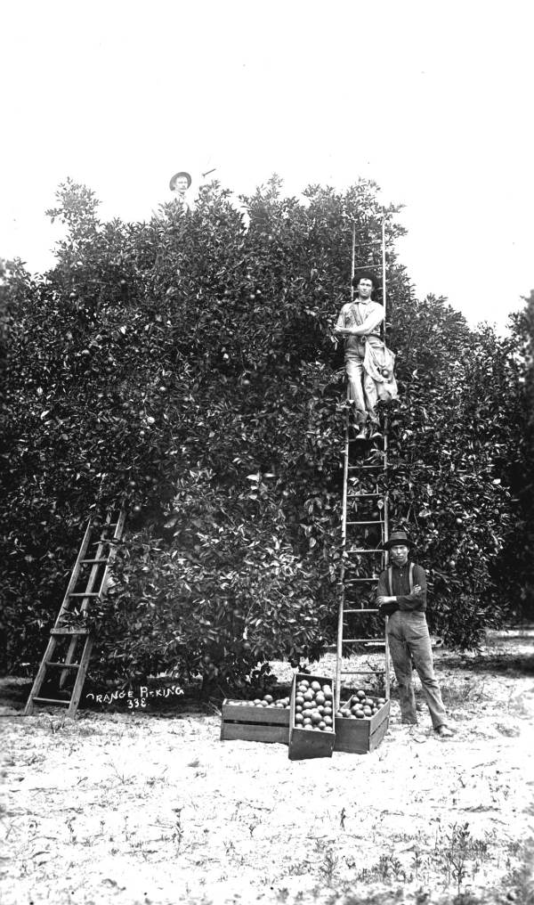 Men on ladders picking oranges