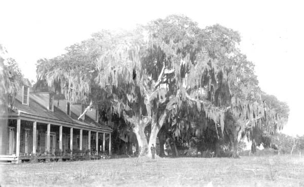 Live oak tree by old garrison at Fort Brooke