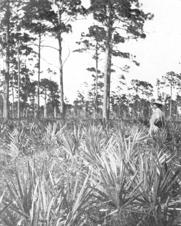 View of the "piney woods" - Enterprise, Florida