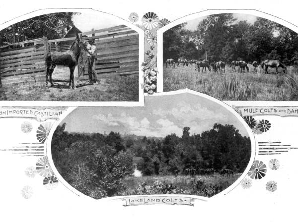 Views of horses - Tallahassee, Florida