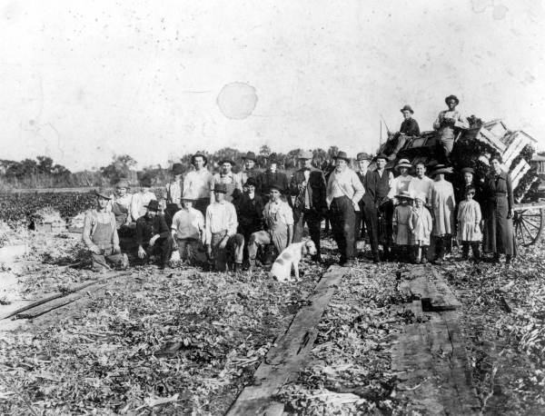 Group of people near the celery harvest at Gillette