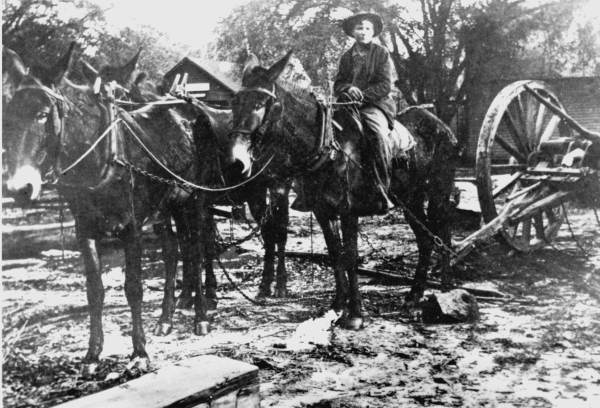 Alga Massey on mule in log pulling team - Wakulla County, Florida