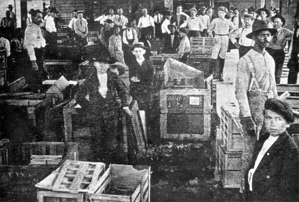 Strawberry packing in Starke
