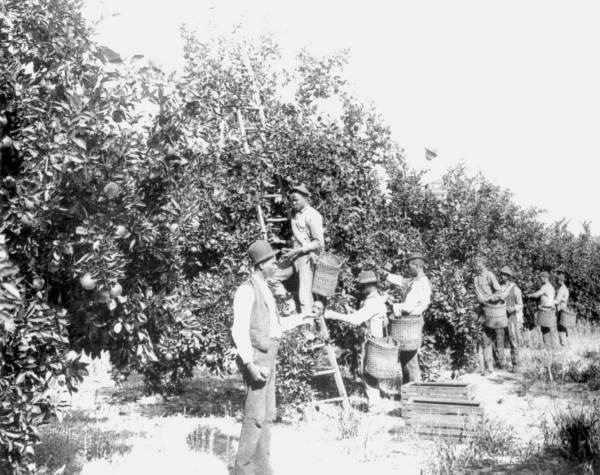 Orange-picking in grove of John B. Stetson