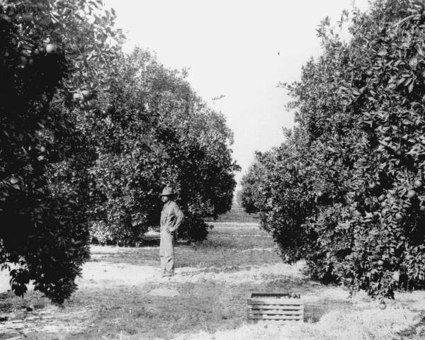 Orange grove of John B. Stetson