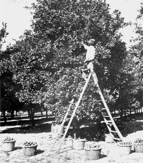 Gathering oranges at Doctor Anderson's grove