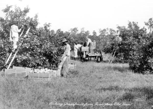 Picking grapefruit from 5 year-old trees - Lake Garfield, Florida