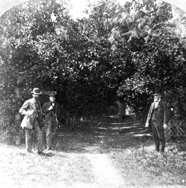 Smith's orange grove