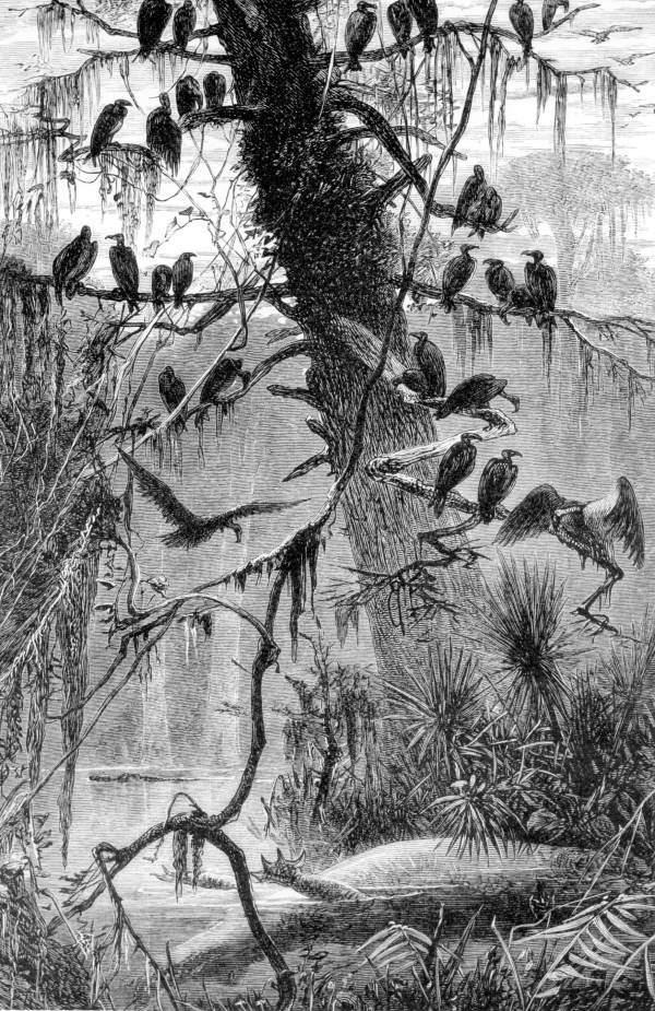 Drawing of turkey buzzards waiting for the decomposition of an alligator