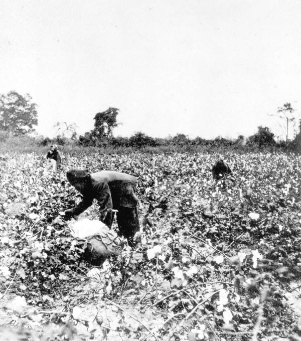 Laborers in the fields picking cotton