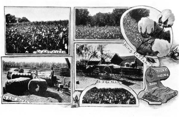 Different views of cotton crops - Leon County, Florida