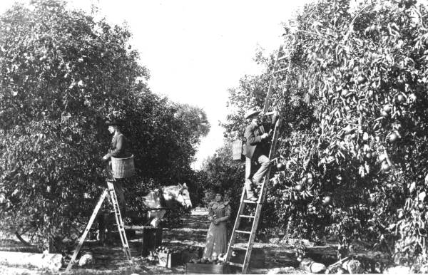 Picking fruit at Rockledge