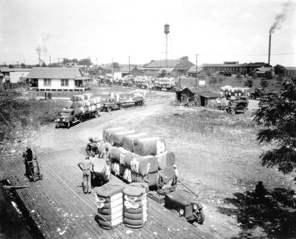 Bales of cotton being brought to railroad loading dock