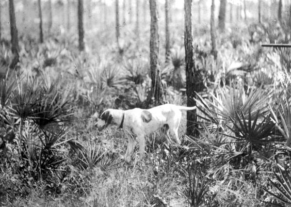 Hunting dog