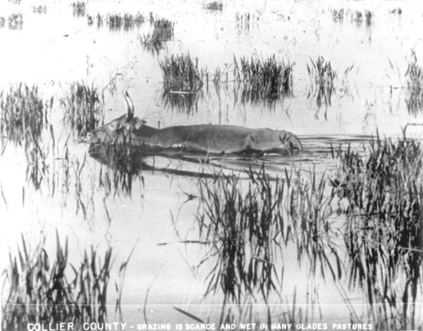 Cow caught in flood - Collier County, Florida