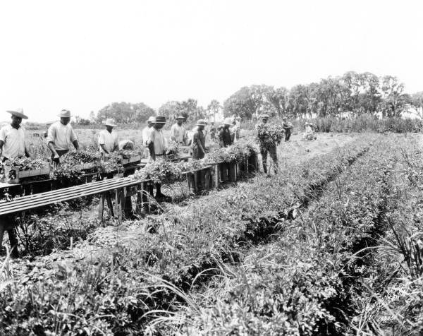 Harvesting and crating celery