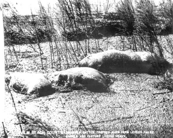 Drowned cattle trapped when farm levees failed - Palm Beach County, Florida.